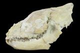 Fossil Oreodont (Merycoidodon) Skull - Wyoming #134356-5
